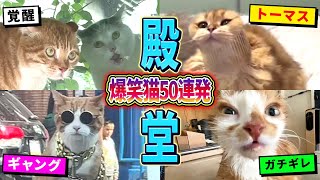 【殿堂入りおもしろ猫動画50連発！】ツッコミどころ満載な猫おもしろ動画集！Part4（鳴き声、しゃべる、子猫、かわいい）