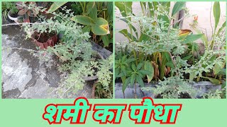 शमी का पौधा।। shami plant care