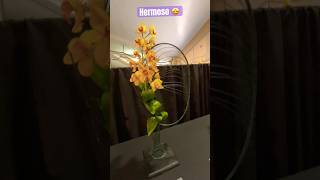 ✅Lindo Arreglo Floral con Orquídeas🧡#shorts#orchidflowers#arrangement#sborchidshow#viralvideo