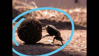 African Wild Dung Beetle Rolling  a Huge Ball