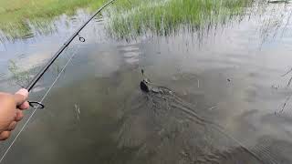 Snakehead Fishing from Warangal #snakehead #topwaterfishing #fishingvideo