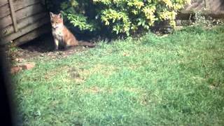 FOX CUBS