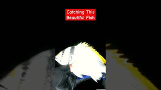 It's Hard To Catch This Fish #shorts #shortvideo #shortsfeed #fypシ #viral #trendingshorts #fishing