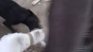 Karma for man beating dog