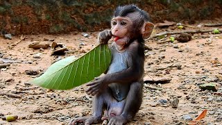 Adorable baby monkey