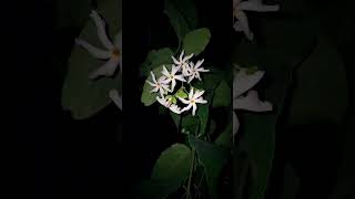 শিউলি #shorts #reels #shortfeed #flowers #shortvideo #youtubeshorts #viral #100videos