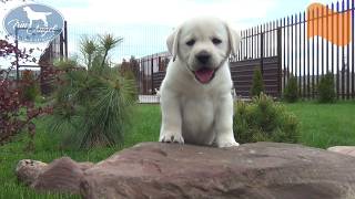 Девочка c Оранжевой лентой 6 недель | Щенки лабрадора / Labrador puppies