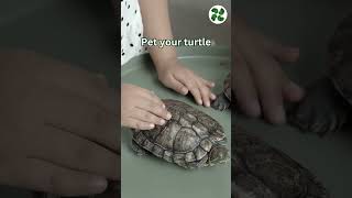 How To Tame A Turtle 🐢🐢 #turtle #shorts #education