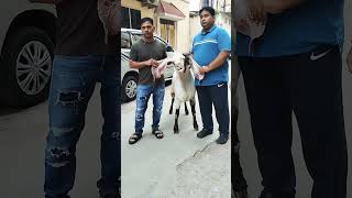 Jahnasheen Hyderabadi Breeder