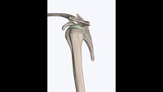 ANATOMÍA DEL HOMBRO: EL LABRUM O RODETE GLENOIDEO.