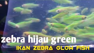 zebra danio green||ikan zebra warna hijau glow fish