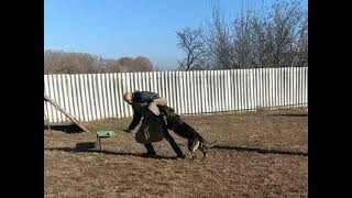 Парма фон ХУНДЕ ХАУЗ САНДГРУБЕ. Двигаемся после щенков дальше в разделе С .