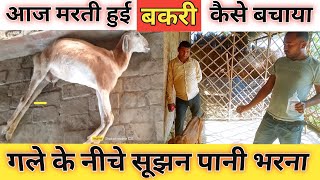 Bimar Bakri Ka Ilaj|Vimalumrao |Bakri Ki Bimari Jane|