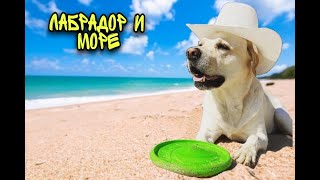 ВЛОГ: С СОБАКОЙ НА МОРЕ. ЛАБРАДОР И МОРЕ // VLOG: WITH A DOG AT THE SEA. LABRADOR RETRIEVER AND SEA