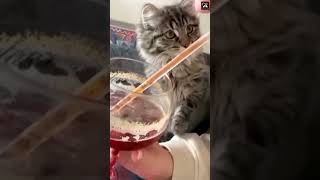 Funniest Dogs And Cats Caught on Camera #shorts