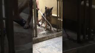 #germanshepherd  enjoying Bath❣️🔥 Playing😘 #natgeo #subscribe #viralvideo  #asmr