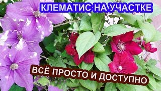 КЛЕМАТИС - ЭТО ПРОСТО / АЗЫ УХОДА