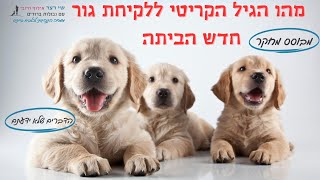 מהו הגיל הקריטי ללקיחת גור חדש הביתה?