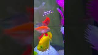 Colourful Glow Fish #glofish #tetrafish #ytshorts #fish #shorts #glowfish #aquarium #short #sea