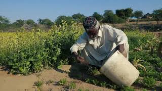 Agriculture Development: Helping Farmers in the Thar Desert - A BBS Production