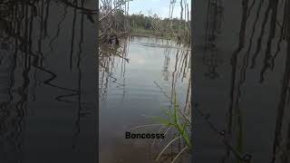 BONCOSS TEROSS BOSSS#shorts #fishing