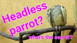 Headless parrot. What's the secret? Look!  Fanny Cockatiel  il pappagallo pulisce le piume #Корелла