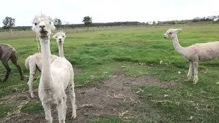 Alpacas Post-Shearing