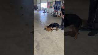 Puppy to Adult ,AVA Training for Search and Rescue #shorts