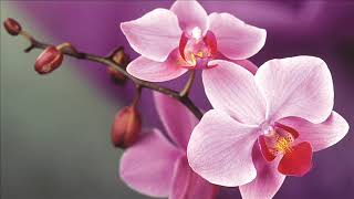 orchidées