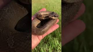 Adorable eastern hognose snake! 🐍