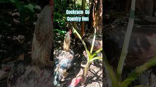 Cockraco Co | Country Hen | Like | Subscribe | Share