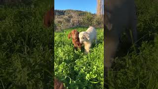 goat video.#goat #wildlife #nature #pets  #petsandanimals#shortsvideo#shorts #short #viral #trending