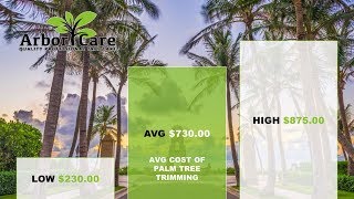 How Much Does Palm Tree Trimming Cost in Phoenix?