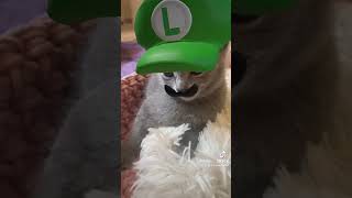 Super Mario Kitten - Cat #shorts #tiktok