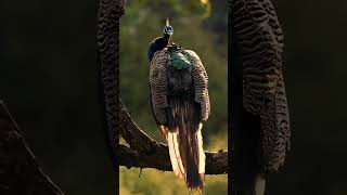 जंगल के जीब जन्तु #viralvideo #trendingvideo #trendingshorts #shortsfeed #forest #animals #birds