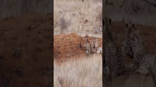 Half Eaten Impala Tries Escaping Cheetah#animals #wildlife