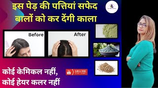 सफेद बालों को तुरंत काला कर सकती हैं इस पेड़ की पत्तियां!- Easy and natural solution for grey Hair!