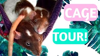 My Rats Give You a Cage Tour!