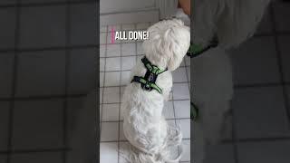 HOW to put on FINNERO RESCUE harness?