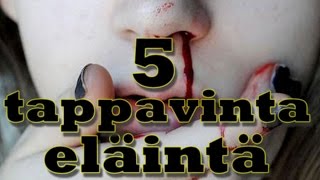 5 tappavinta eläintä