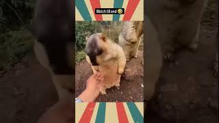 கடைசி வரை பாருங்க😂😺🤣#funny #raccoon #comedy #shorts