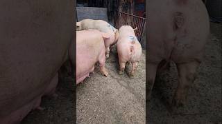 Go go🐷  #pigging #farming #shorts  #pig #farmlife#piglet #usa #short  #subscribe #shortvideo #india