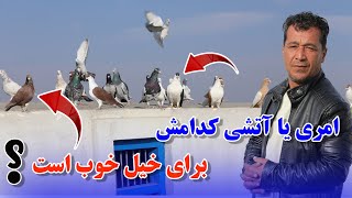 امری یا آتشی کدامش برای خیل خوب است /066Afghan Shawqi