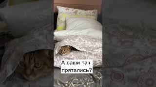 Потеряли кошку, нашли в новом месте #shorts #кошки #котики #коты #кот