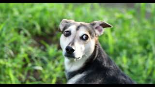 DOGE GETS YELLED AT BY GRACKLES