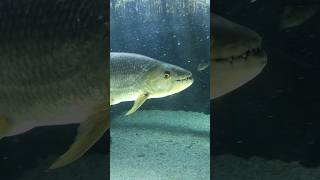 Tiger Fish - Look at those teeth! #shorts #tigerfish #riverwonders #singapore #ytshorts