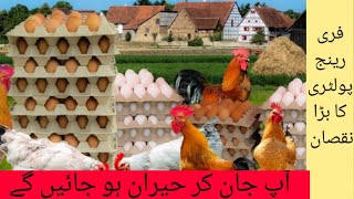 how to do free range chickens | free range hen farming in pakistan|Doctor Birds Farm