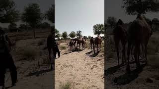 #camel #beautiful #video #viral #desert