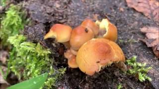 Grünblättriger Schwefelkopf - Hypholoma fasciculare