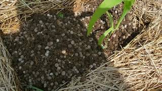 MULCHING WITH MANURE